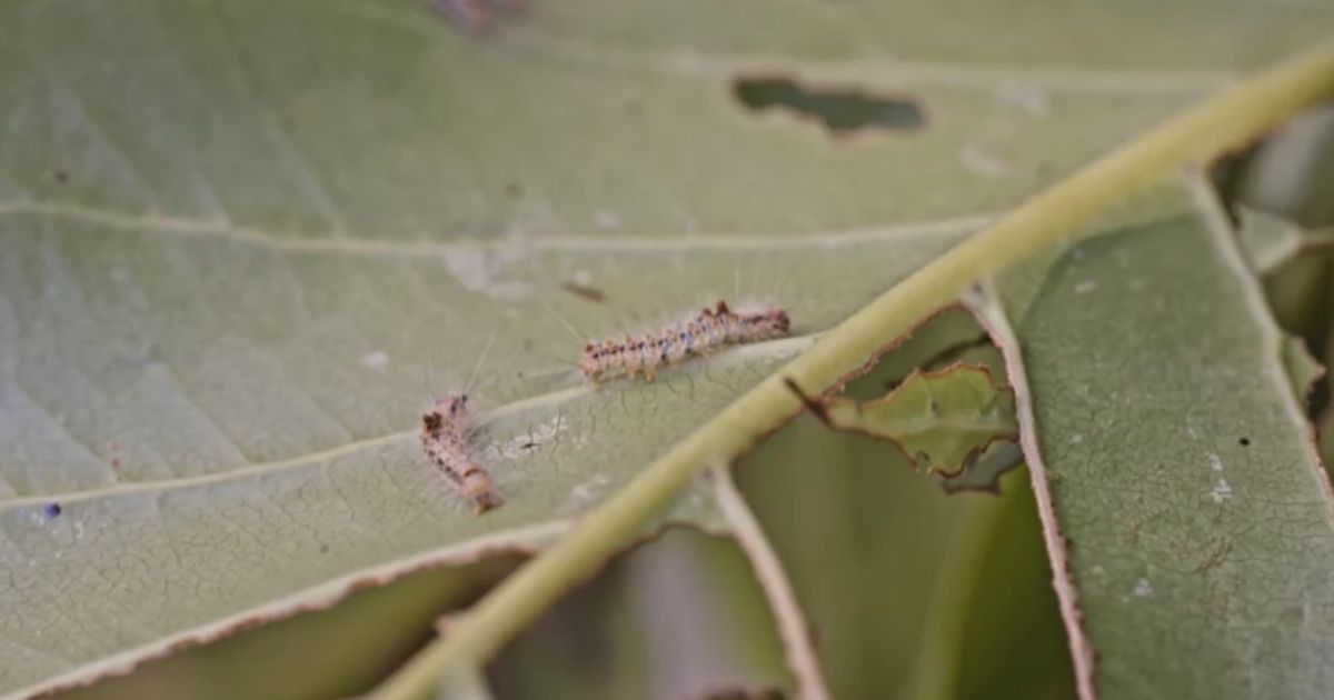 Cara Mengendalikan Hama dengan Drone