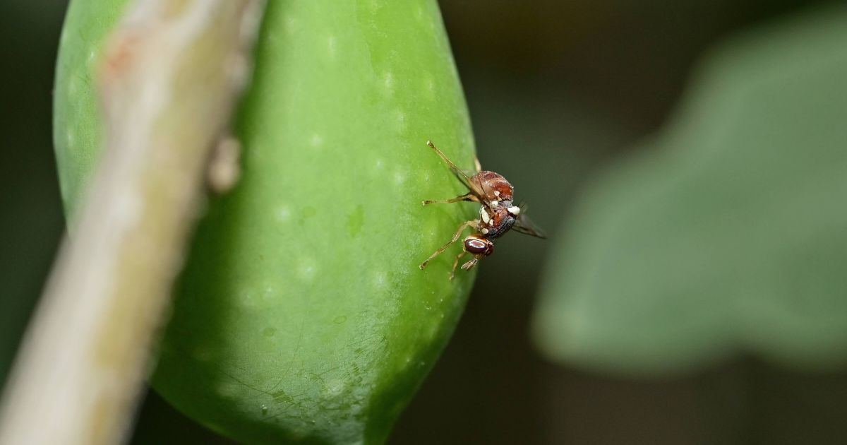 _Drone Mengendalikan Hama